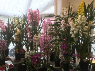 お正月用のお花や鉢物ございます♪｜「ふくおかフラワー老司店」　（福岡県福岡市南区の花キューピット加盟店 花屋）のブログ